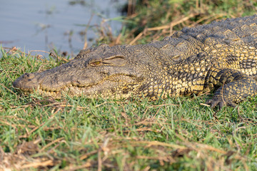 Auge in Auge mit einem wild lebenden Krokodil, rocodylus niloticus, Chobe Nationalpark, Botswana
