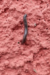 centipede walking on wall