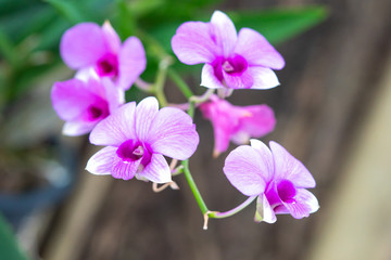 Close Up beautiful purple orchids flower blooming in the garden, Nature Background