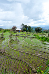 paddy rice field at the northern of Thailand