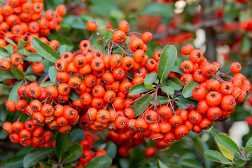 Bushes with red berries, Colorful autumn background, Close-up