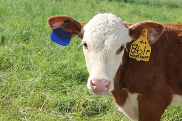 baby cow in grassy meadow 