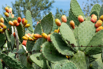 Green, cactus with orange fruits on background of  blue  sky