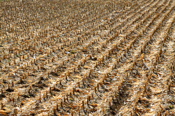 Corn stubble in the fields