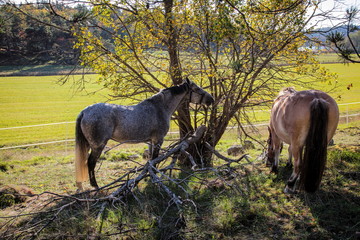 Horses