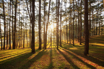Obraz premium Pine forest in sunlight
