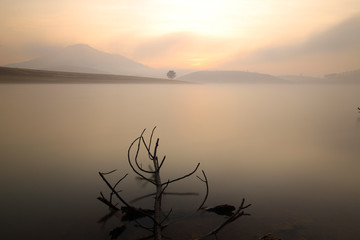 Alone tree by lake 