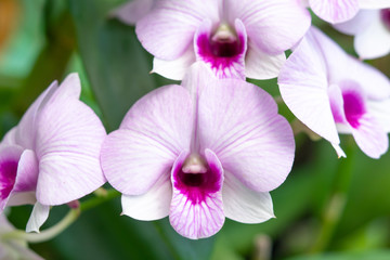 Fototapeta premium Close Up beautiful Purple and White Orchids flower blooming in orchid garden, Nature Background