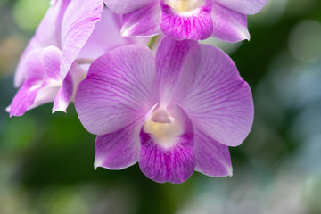 Close Up  beautiful purple orchids flower blooming in the garden, Nature Background