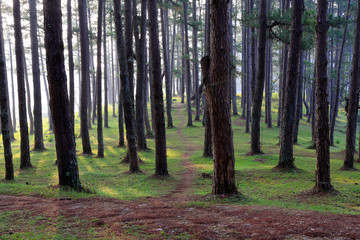 Pine forest in sunlight