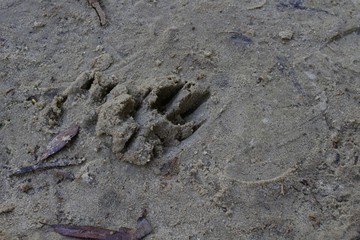 Footprint in the sand