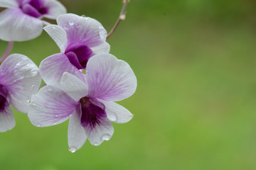 Close Up beautiful Purple and White Orchids flower blooming in orchid garden, Nature Background