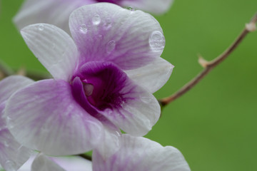 Fototapeta na wymiar Close Up beautiful Purple and White Orchids flower blooming in orchid garden, Nature Background