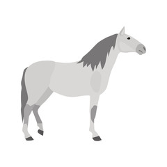 Obraz premium Lusitano breed color vector icon. Flat design