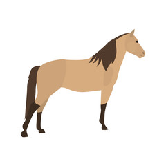 Obraz na płótnie Canvas Morgan horse color vector icon. Flat design