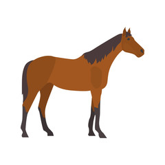 Thoroughbred horse color vector icon. Flat design