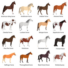 Different horses breeds color vector icons set. Flat design - 234062534
