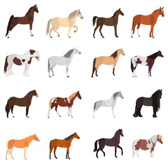 Different horses breeds color vector icons set. Flat design