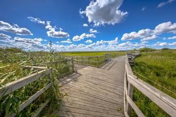 Fototapeta na wymiar Wooden boardwalk with seats through reed marshland