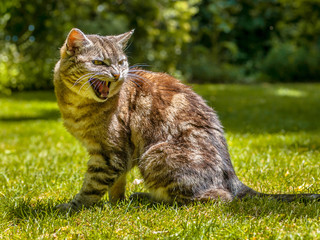 Angry yelling cat