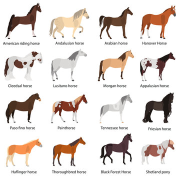 Different horses breeds color vector icons set. Flat design