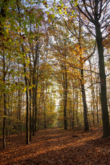 Paysage d'automne, forêt domaniale de Meudon, France