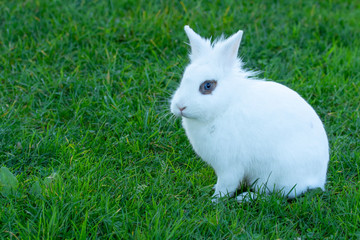 Cute white rabbit with blue eyes on a background of green grass
