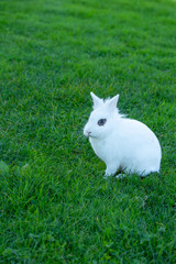 Cute white rabbit with blue eyes on a background of green grass