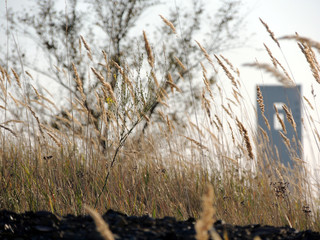 Fototapeta premium spikelets and building