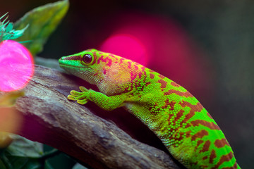 Felzuma Madagascar or day Gecko poisonous green sitting on a tree branch in a terrarium in a pet store.