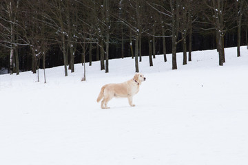 beautiful pets - portrait of a big golden retriever on a winter walk near a snow-covered forest
