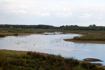 Mere with waterfowl, Maasduinen National Park, Limburg, Netherlands