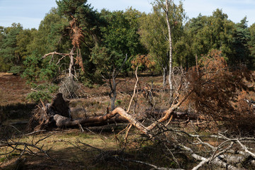 Trees blown down by strong wind, Maasduinen National Park; Limburg, Netherlands