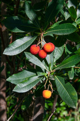 Arbusto muy utilizado en parques y jardines que genera unos frutos rojizos comestibles y muy dulces.