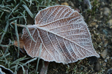 Frostiges Blatt