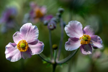 Gartenblumen detailliert