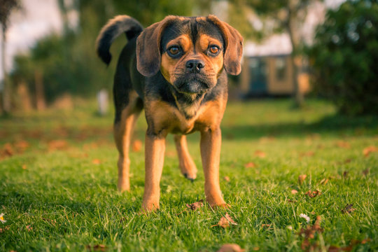 Nahaufnahme eines kleinen Hundes (Puggle)