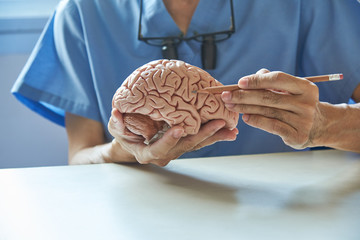 Doctor using pencil to demonstrate anatomy of artificial human brain model