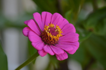 Fiori e primavera