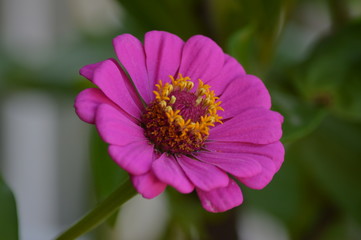 Fiori e primavera