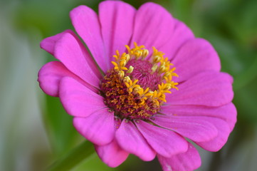 Fiori e primavera