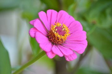 Fiori e primavera