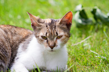 Fototapeta premium young cat with raised head is lying on the grass. kitten on the meadow.