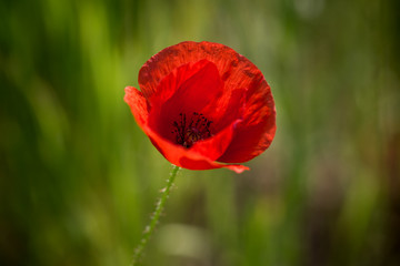 Mohnblume separiert