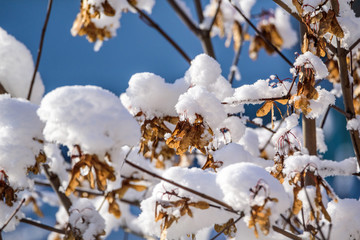 Trees in the snow close-up.
