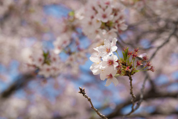 青空に咲く桜の花