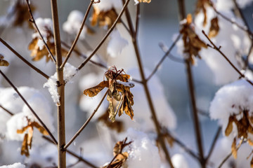Trees in the snow close-up.