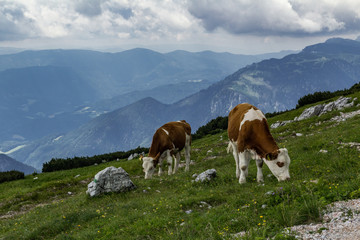 Fototapeta na wymiar Cows around Schneeberg railway