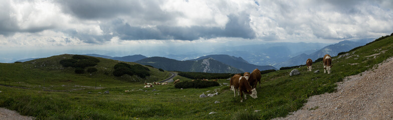 Fototapeta na wymiar Cows around Schneeberg railway
