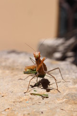 La ley de la naturaleza